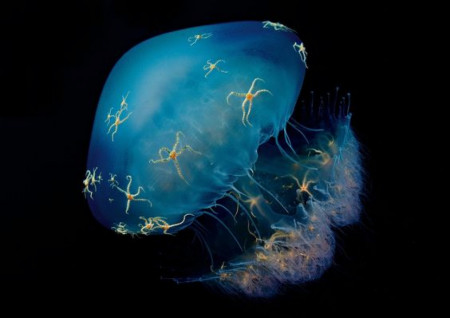 A drifting jellyfish plays host to a small constellation of brittle stars