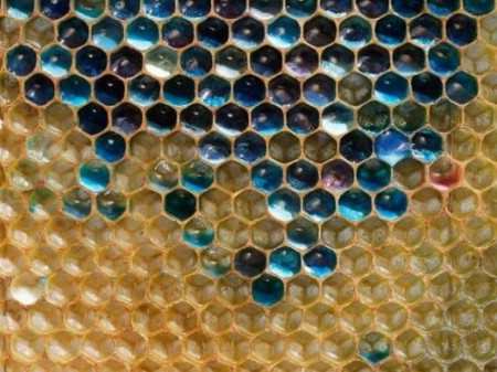 Bees producing blue honey when collecting sugar from m&amp;amp; ms factory trashcan