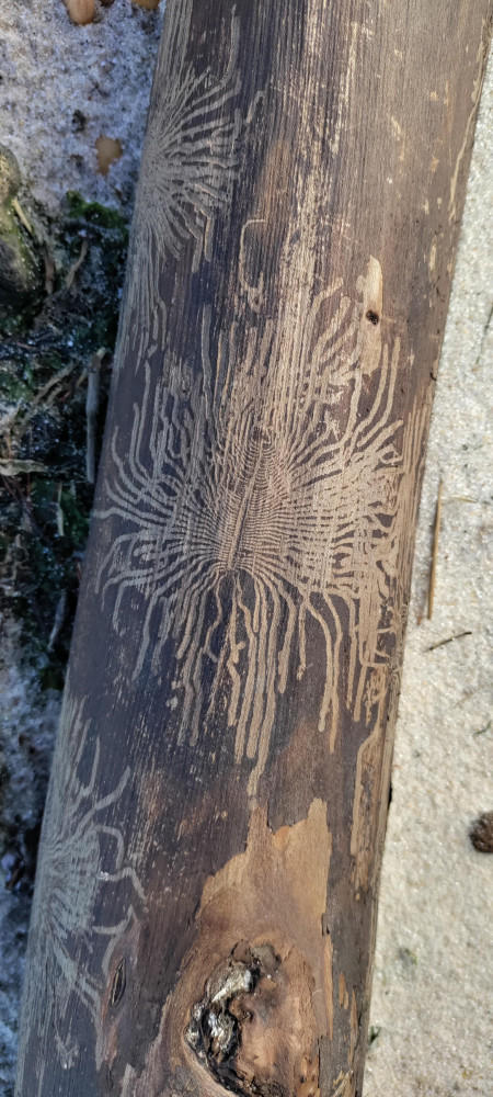 What Sea Creature Created This Imprint?