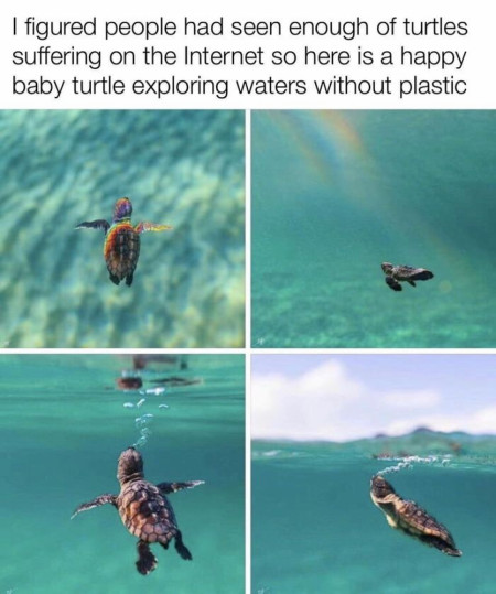 happy turtle