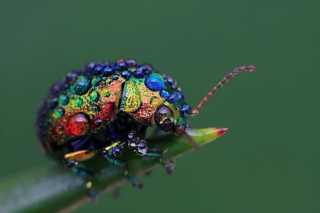 The dazzling colors of this iridescent Rainbow Leaf Beetle