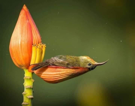 A hummingbird lays back and &quot;relaxes&quot; after drinking flower nectar. Photo by Rahul Singh
