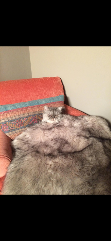 fat cat, Da biggest cat