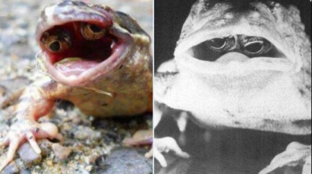 A Frog Mutation has its Eyes In its Mouth