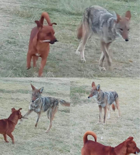 coyote and dog playing in oaxaca, mexico 🐕