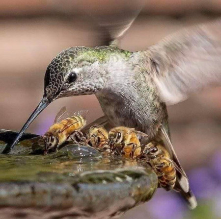 Hummingbird &amp;amp; some bees learn to share a drinking fountain