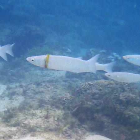 In Australia, a snorkeler found someone&#039;s wedding ring worn by this sand mullet fish&#039;s neck