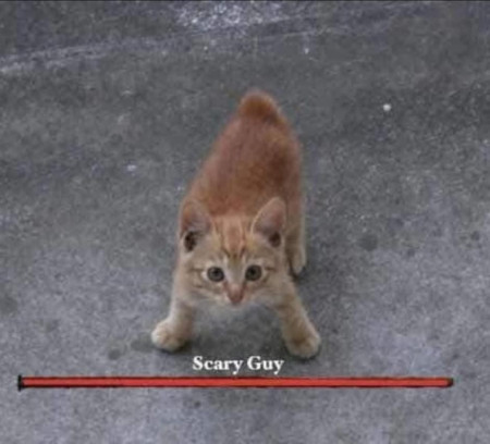 Scary Guy, The Strongest Kitten