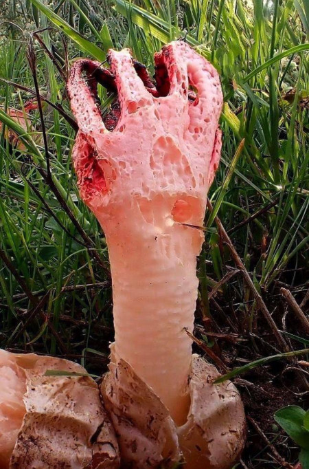 The Devil&#039;s Fingers Fungus