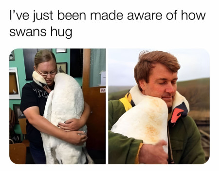 Now i want a pet swan