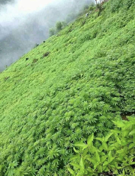 Cannabis growing naturally in the Himalayas