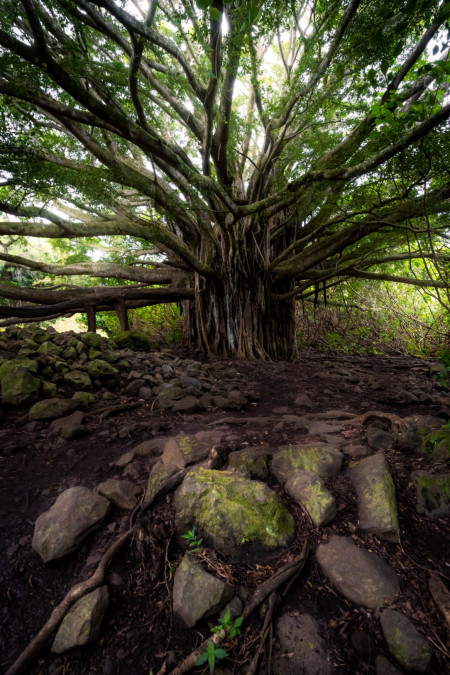 Banyan tree. Maui, Hawaii