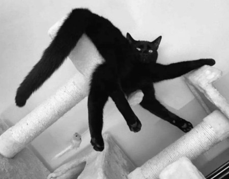 Spider-cat