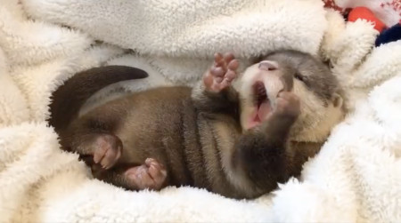 Just a Baby Otter Yawning 💛