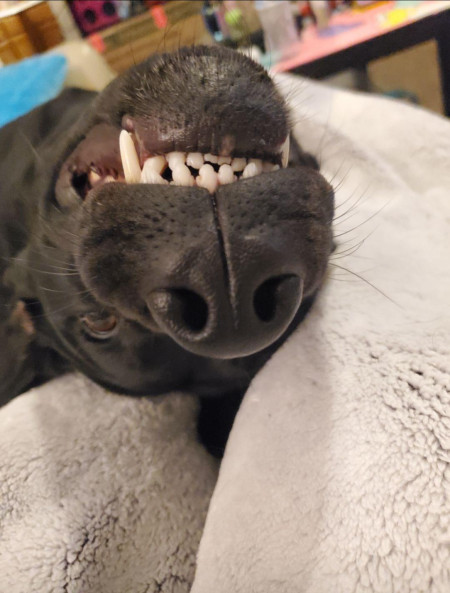 Teefs