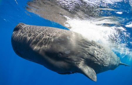 Each sperm whale clan has a different vocal pattern—and thus culture