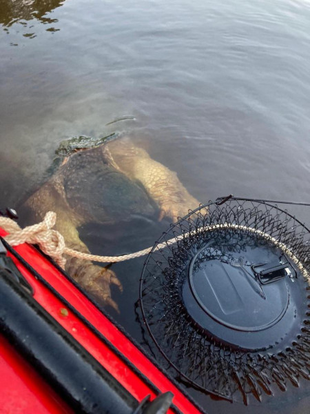 Snapping turtle in Brainerd 🐢