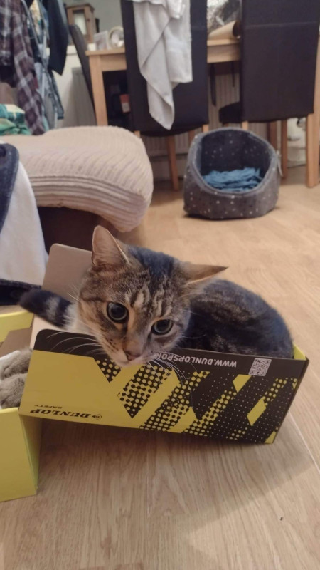 Got him a cat bed for christmas 🐱 💛