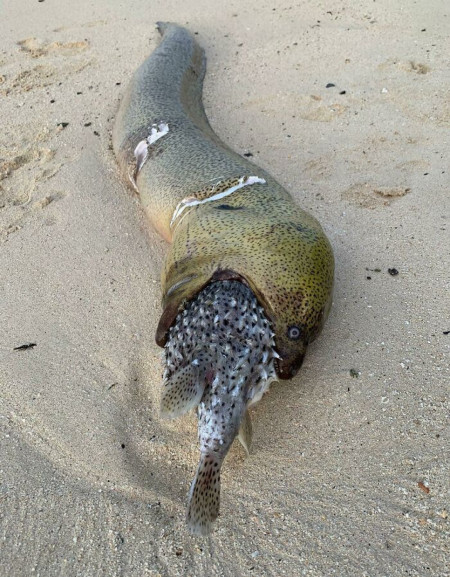 This moray eel tried to swallow a big pufferfish. Said puffer took her down with him