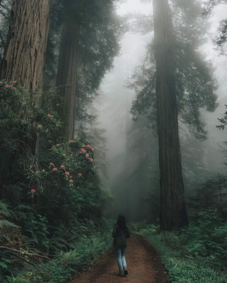 Redwood National Park, U. S