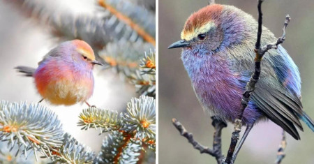 The mesmerizing pastel colors on this small bird