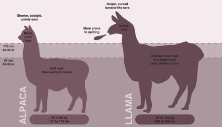 Alapacas and Llamas, since I&#039;ve seen them being confused lately