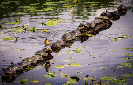 The 2022 Comedy Wildlife Photography Awards