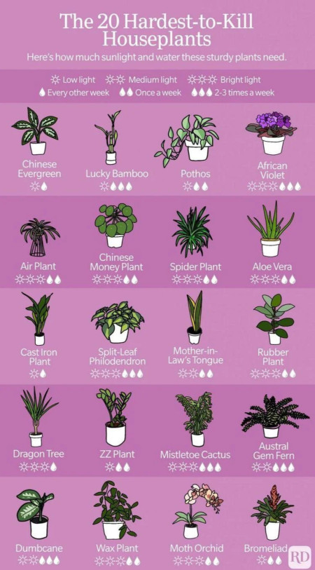 Quick reference for Houseplants