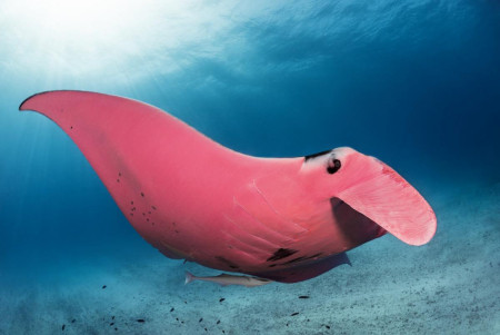 Meet &quot;Inspector Clouseau&quot;, the World’s Only Pink Manta Ray