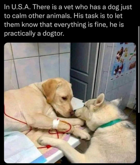 That&#039;s the best vet I&#039;ve heard of