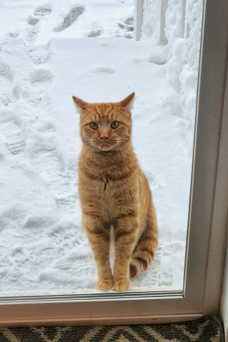 Toby snuck out early this morning when I opened the door to take out the trash. He&#039;s back now, and very remorseful