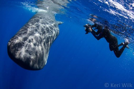 Sperm whale