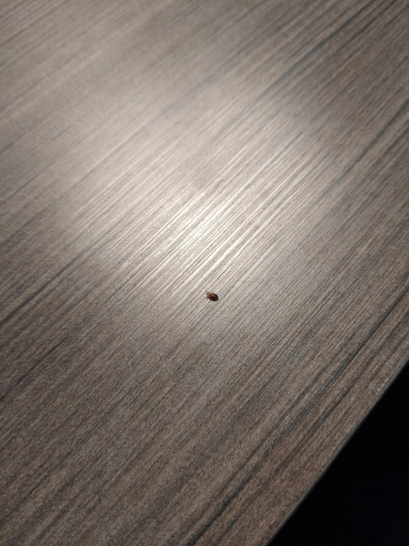 Found a bed bug in the hotel we&#039;re staying at