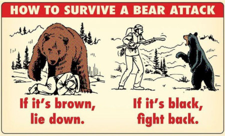 When coming in contact with a bear