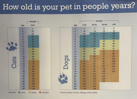 How old is your pet in people years?