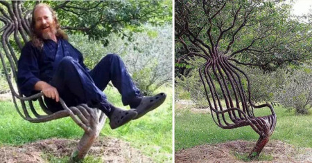 It took 10 to 12 years to grow this tree into a chair