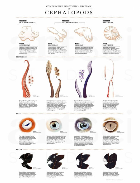 A guide to cephalopod anatomy