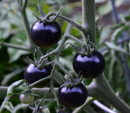 These black tomatoes