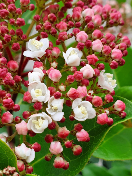 Viburnum tinus Lisa Rose -