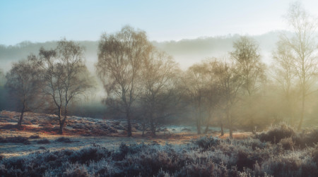 Mist on The Heath, Rammamere Heath, Bedfordshire, UK