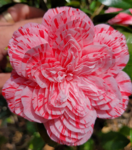 Camellia japonica ‘Les Marbury’