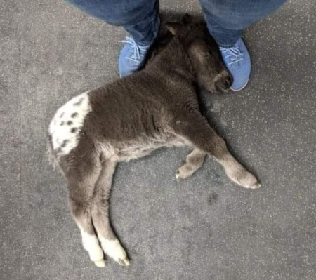 This little guy fell asleep on the feet of his vet