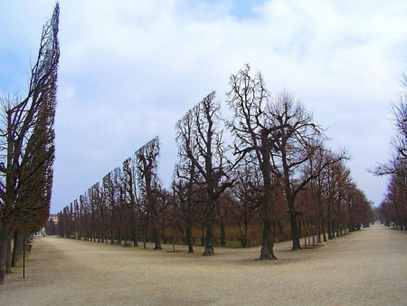 This pruning practice is called &#039;pleaching&#039;