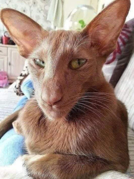 Am I crazy or does this cat look like the younger brother on Malcolm in the Middle? 🐱 💓