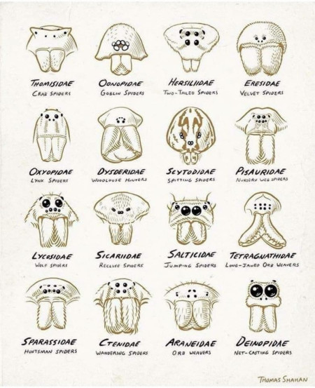 How to identify spiders by the position of their eyes