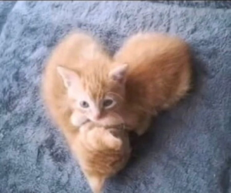 These kittens forming a heart shape together