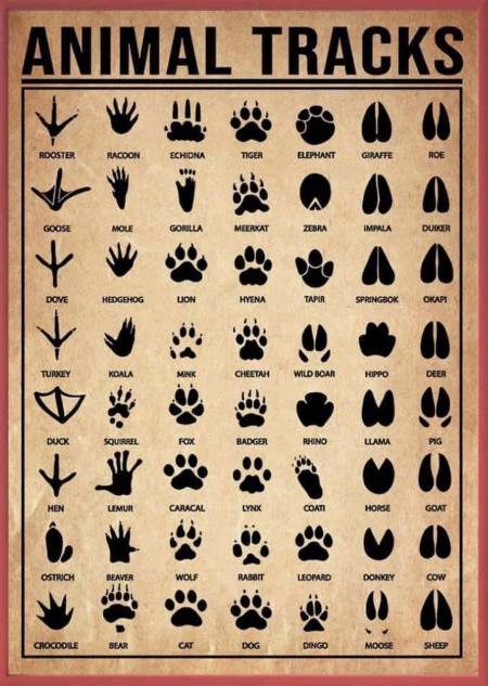 Various animal tracks