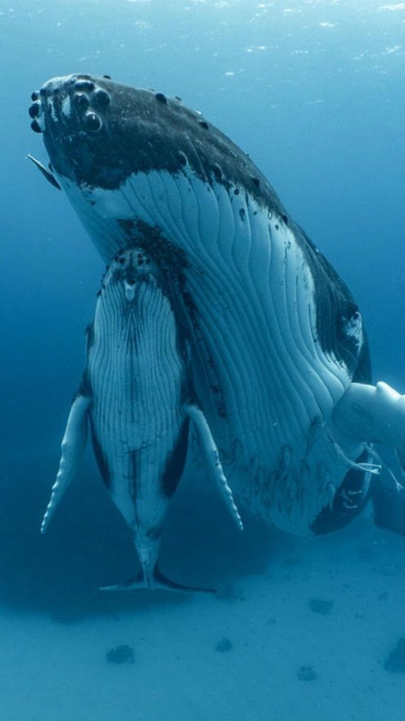 A giant marine creature threatened with extinction