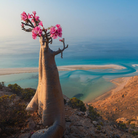 A desert rose in Yemen. In the background the Arabic sea