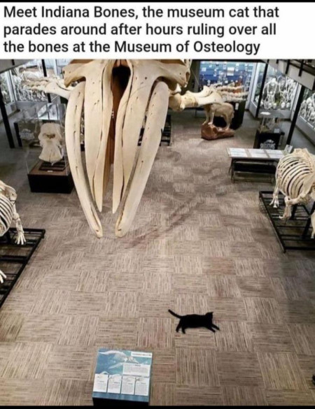Indy, Curator Of The Bones